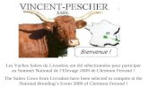 Die Salers Kühe von Livradois sind ausgewählt worden zu konkurrieren
