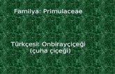 Familya: Primulaceae Türkçesi:  Onbirayçiçeği  (çuha çiçeği)