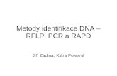 Metody identifikace DNA –RFLP, PCR a RAPD