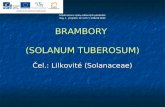 BRAMBORY  (SOLANUM TUBEROSUM)