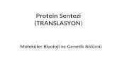 Protein Sentezi (TRANSLASYON )