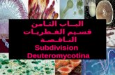 البــاب الثـامن قسـيم الفـطريـات النـاقـصـة  Subdivision Deuteromycotina