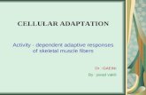 CELLULAR ADAPTATION Activity - dependent adaptive responses of skeletal muscle fibers Dr : GAEINI