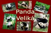 Panda Veliká