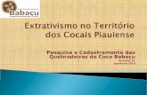 Extrativismo no  Território dos Cocais  Piauiense