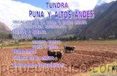 PUNA  Y  ALTOS  ANDES
