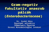 Gram-negatív fakultatív anaerob pálcák ( Enterobacteriaceae )
