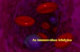 Az immunválasz  lefolyása