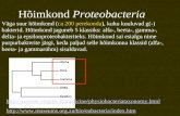 Hõimkond  Proteobacteria