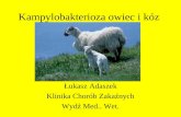 Kampylobakterioza owiec i kóz
