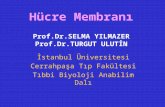 Hücre  Membranı Prof.Dr .SELMA  YILMAZER Prof.Dr .TURGUT ULUTİN