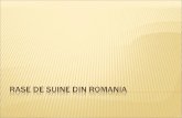 RASE DE SUINE DIN ROMANIA
