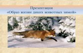 Презентация  «Образ жизни диких животных зимой»