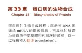 第 33 章   蛋白质的生物合成 Chapter 13 Biosynthesis of Protein