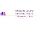 Influenza umana Influenza aviaria Influenza suina
