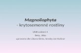 Magnoliophyta - krytosemenné rostliny