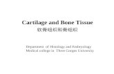 Cartilage and Bone Tissue 软骨组织和骨组织