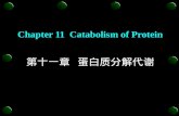 Chapter 11  Catabolism of Protein 第十一章  蛋白质分解代谢
