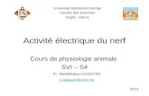 Activité électrique du nerf