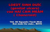 LOEÙT SINH DUÏC (genital ulcers) vaø  HAÏ CAM MEÀM (  Chancroid )