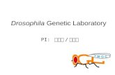 Drosophila  Genetic Laboratory
