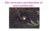 The structure and function of macromolecules