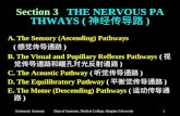 Section 3    THE NERVOUS PATHWAYS ( 神经传导路 )