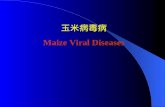 玉米病毒病 Maize Viral Diseases