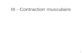 III - Contraction musculaire