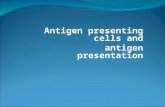 Antigen presenting cells and  antigen presentation