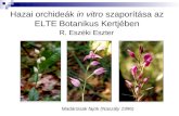 Hazai orchideák  in vitro  szaporítása az ELTE Botanikus Kertjében
