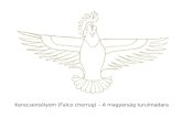 Kerecsensólyom (Falco cherrug) – A magyarság turulmadara