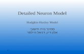 Detailed Neuron Model