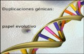 Duplicaciones génicas:  papel evolutivo