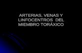 ARTERIAS, VENAS Y LINFOCENTROS  DEL MIEMBRO TORÁXICO