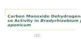Carbon Monoxide Dehydrogenase Activity in  Bradyrhizobium japonicum