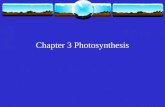 Chapter 3 Photosynthesis