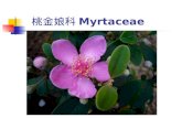 桃金娘科 Myrtaceae