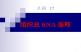 实验  17 组织总 RNA 提取