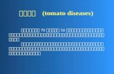 番茄病害   (tomato diseases)