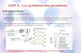 CHP 2 : La synthèse des protéines