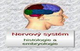 Nervový systém histologie a embryologie