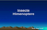 Insecte Himenoptere