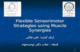 Flexible Sensorimotor Strategies using Muscle Synergies