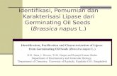 Identifikasi, Pemurnian dan Karakterisasi Lipase dari Germinating Oil Seeds  ( Brassica napus  L.)