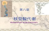 Metabolism of Nucleotides