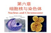 第 六章  细胞核与染色体 Nucleus and Chromosome