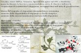 Cocaina, estere dell’ac. benzoico, liposolubile agisce sul SNC e Periferico