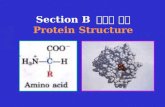 Section B  蛋白质结构 Protein Structure