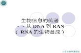 生物信息的传递 －－从 DNA 到 RAN （ RNA 的生物合成）